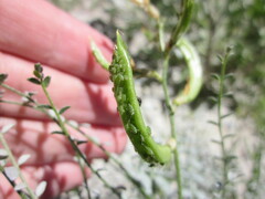 Astragalus tricarinatus