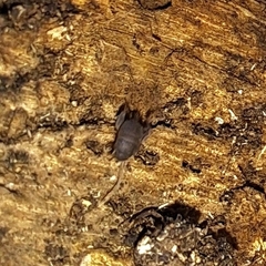 Myrmecophilidae