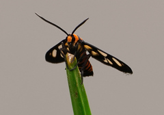 Amata huebneri