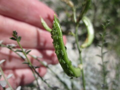 Astragalus tricarinatus