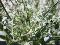 Astragalus tricarinatus