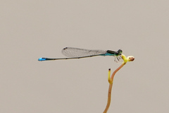 Aciagrion borneense