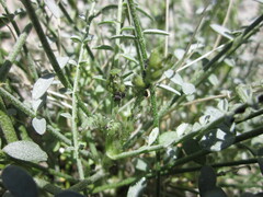 Astragalus tricarinatus
