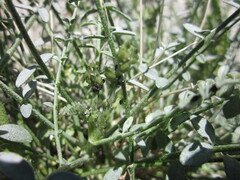 Astragalus tricarinatus
