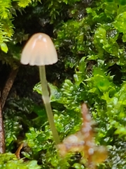 Hemimycena lactea