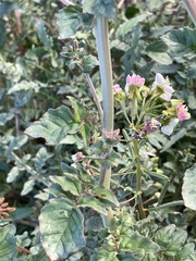 Chylismia claviformis