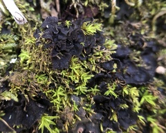 Scytinium lichenoides