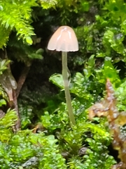 Hemimycena lactea