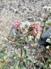 Chylismia claviformis