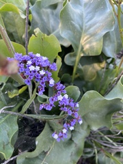 Limonium perezii