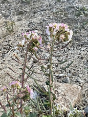 Chylismia claviformis