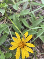Aspilia montevidensis