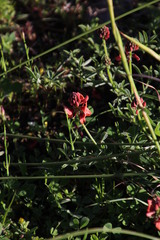 Indigofera complanata