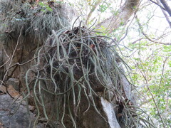 Hylocereeae