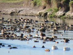 Heteronetta atricapilla