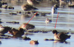 Heteronetta atricapilla