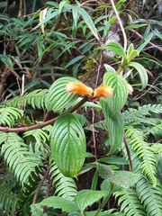 Glossoloma ichthyoderma