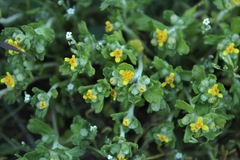 Eriophyllum multicaule