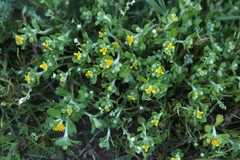 Eriophyllum multicaule