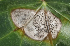 Colletotrichum trichellum