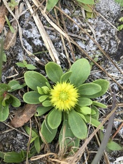 Polygala nana