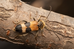 Semanotus bifasciatus
