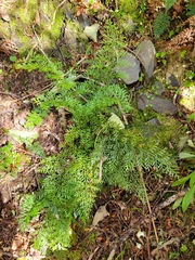 Asplenium richardii