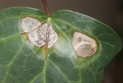 Colletotrichum trichellum
