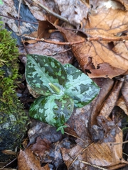 Trillium cuneatum