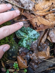 Trillium cuneatum
