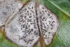 Colletotrichum trichellum