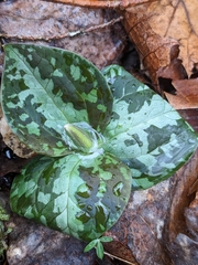 Trillium cuneatum