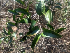 Smilax smallii