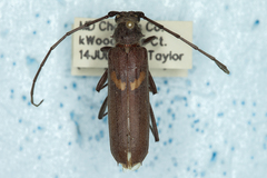 Knulliana cincta