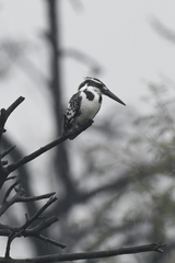 Ceryle rudis leucomelanurus