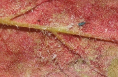 Peronospora erodii