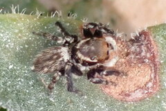 Maratus griseus