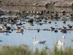 Heteronetta atricapilla