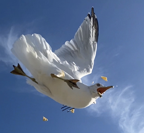 Ring-billed Gull｜环嘴鸥 参考照片