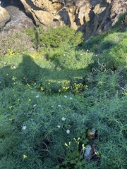 Argyranthemum frutescens