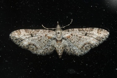 Eupithecia rotundopuncta