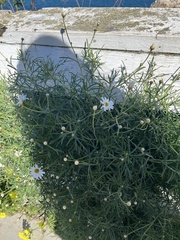 Argyranthemum frutescens