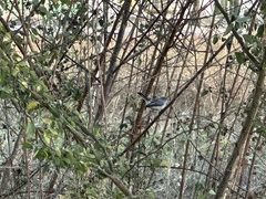 Polioptila nigriceps
