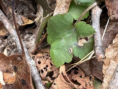 Ranunculus recurvatus