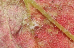 Peronospora erodii