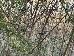 Polioptila nigriceps