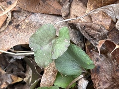 Ranunculus recurvatus