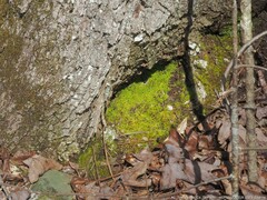 Claopodium rostratum