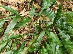 Leptochilus wrightii