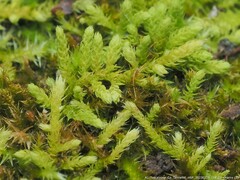 Claopodium rostratum